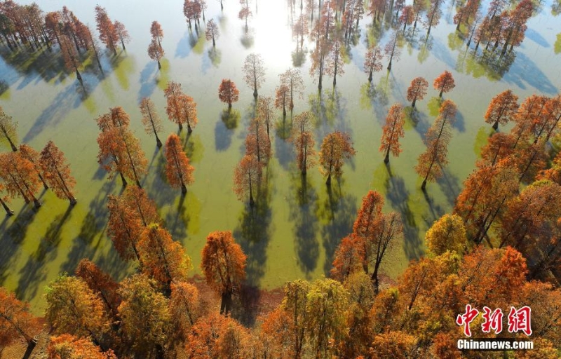 安徽庐江：“水中森林”层林尽染