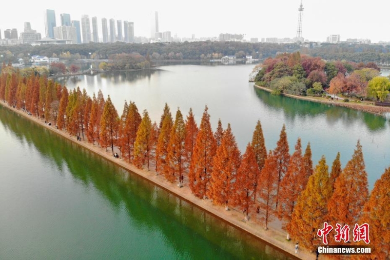 长沙“最美水上步行道”迎最佳观赏期