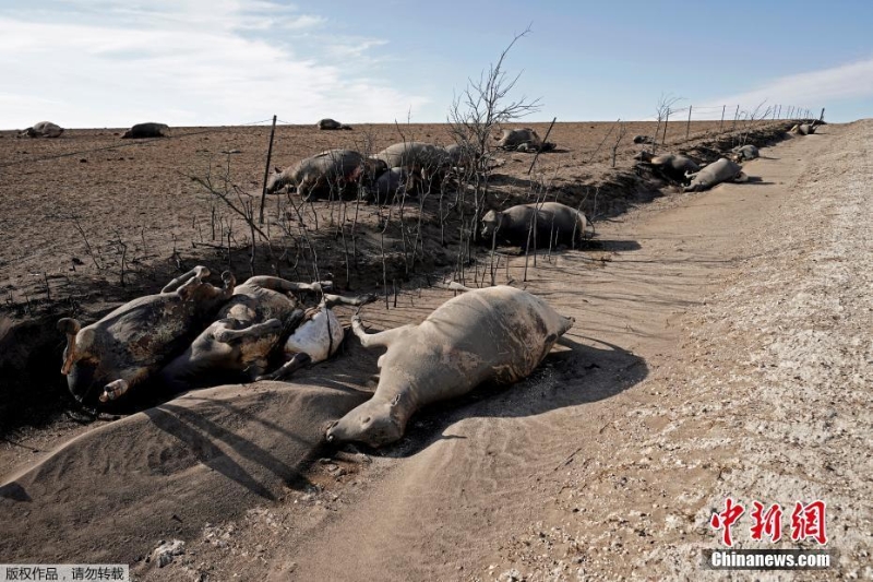 美国堪萨斯州遭遇风暴引发大火 牲畜横尸野外