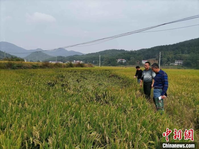 农业技术专家在田间查勘灾情。　夏阜欣 摄