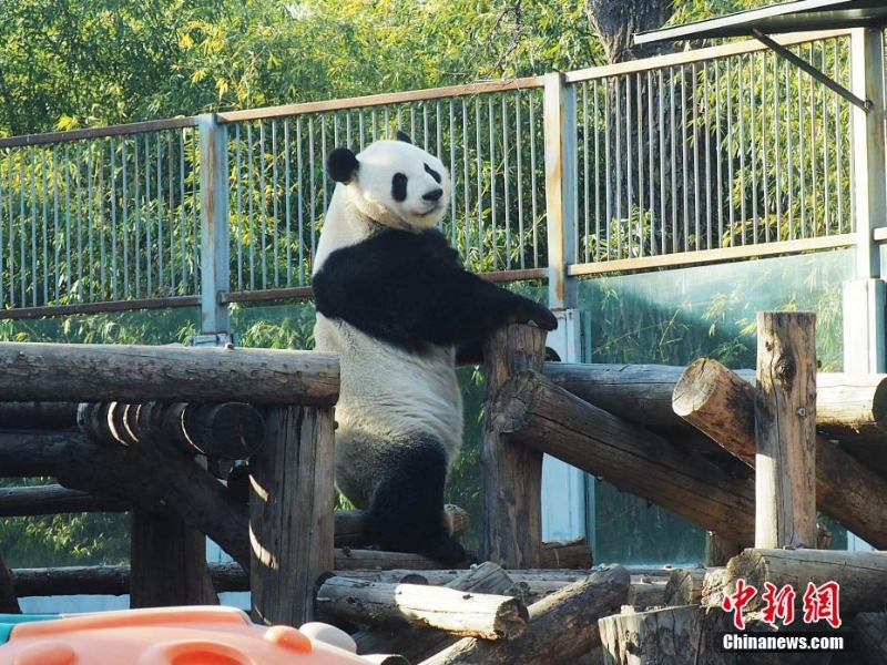 “越狱”大熊猫围栏加装防护挡板