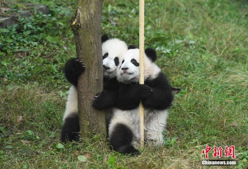 重庆动物园一双胞胎大熊猫命名亮相尽显萌态