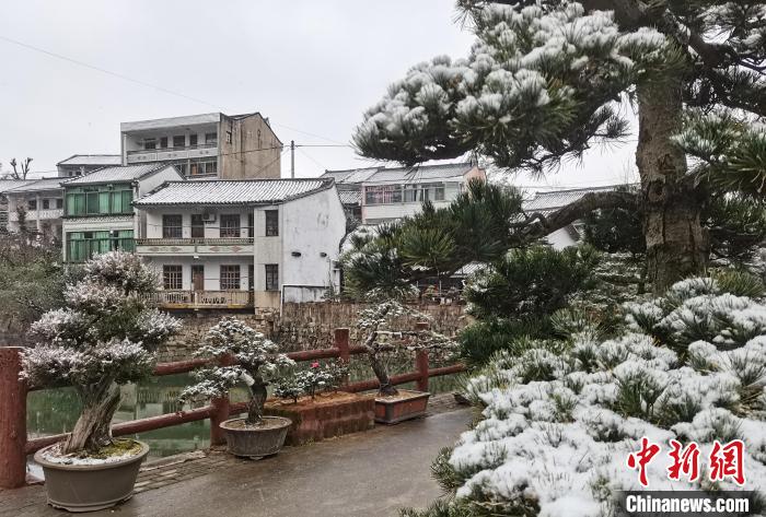 图为：宁波奉化溪口镇三十六湾村绿植上堆起雪花。　袁建成(通讯员) 摄