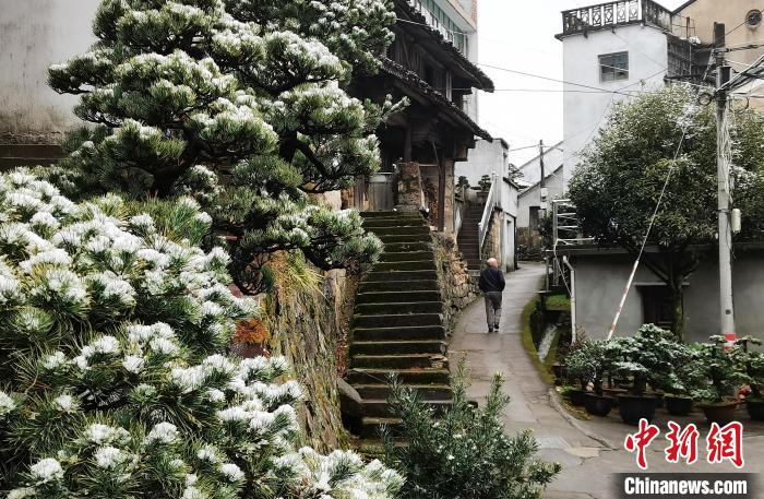 图为：宁波奉化溪口镇三十六湾村绿植上堆起雪花。　袁建成(通讯员) 摄