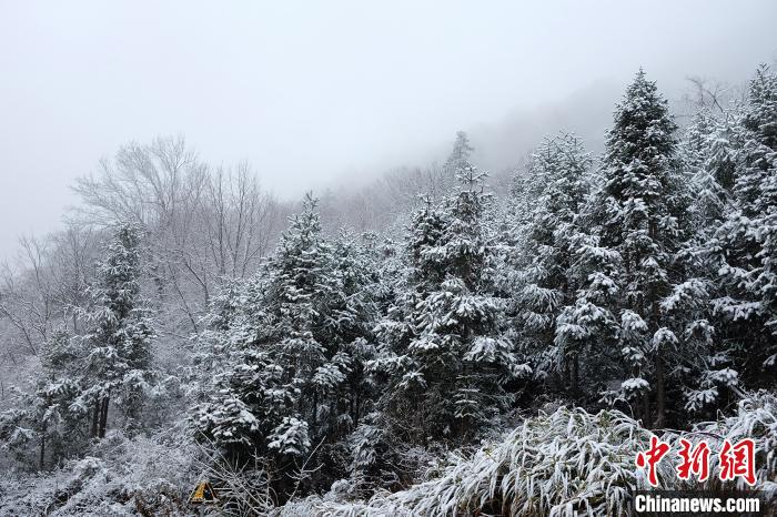 图为：浙江金华北山迎来降雪。　张赛(通讯员) 摄