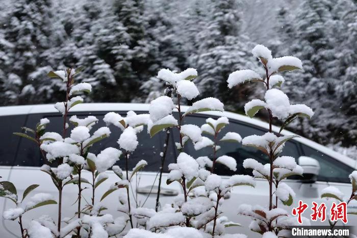 图为：浙江金华北山的绿植树叶上堆起皑皑白雪。　张赛(通讯员) 摄