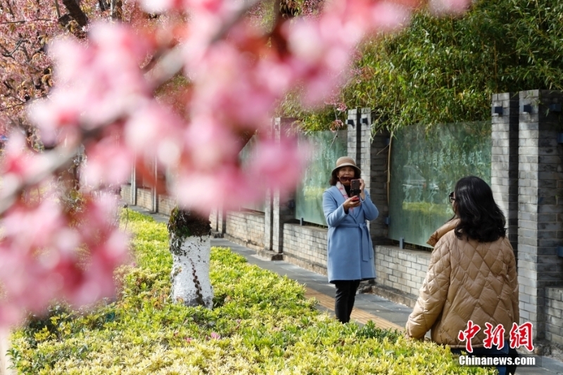 冬樱花盛开 扮靓春城昆明