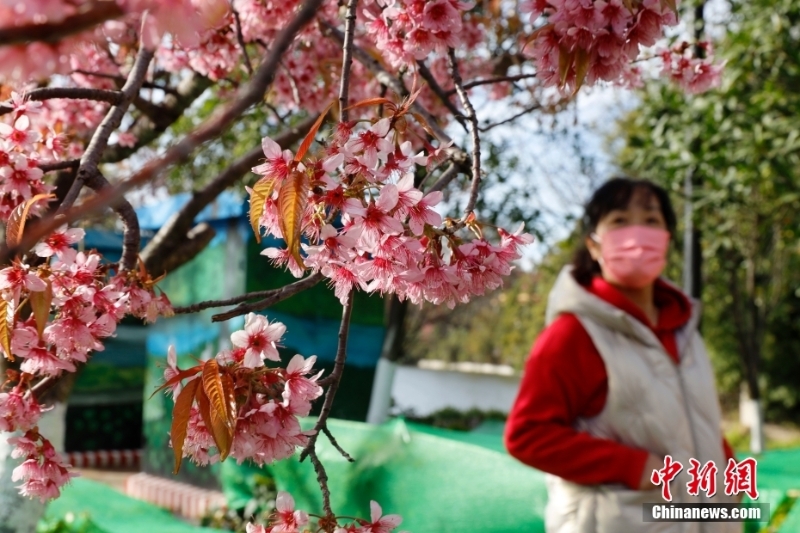 冬樱花盛开 扮靓春城昆明