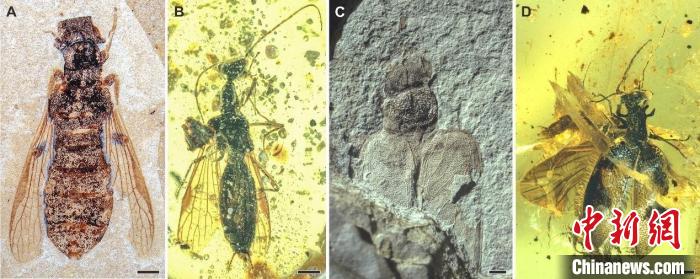 奇翅科及相关类群化石照片。　南古所 供图