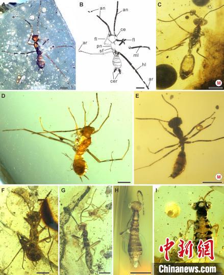 奇翅科若虫和蜂蚁标本照片，右侧标M的为蜂蚁。　南古所 供图