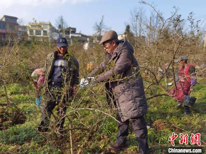 图为余严尊教授在刺梨种植基地指导村民对刺梨进行修枝。　周燕玲 摄