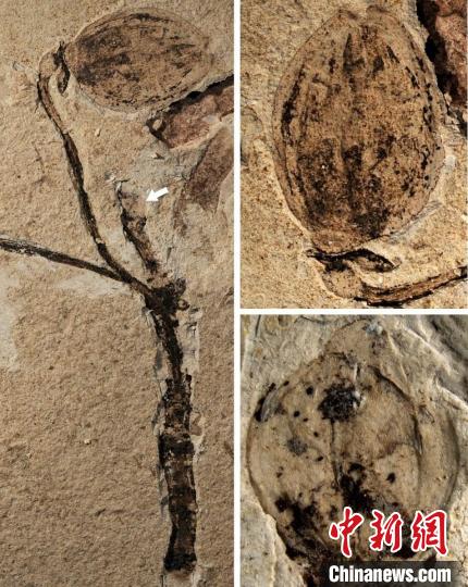中国科学家在内蒙古地区发现侏罗纪时期花蕾