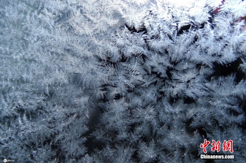 冬季限定风景 哈尔滨“冰窗花”千姿百态竞相绽放