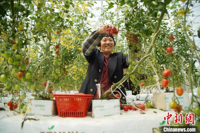 双林镇后坝村村民在“久昌田园综合体”修剪枝叶 祝宏涛摄 摄