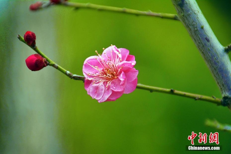 安徽岳西雨雪润梅花