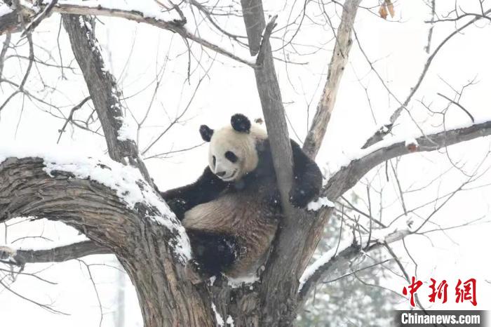 陕西西安：大熊猫等动物雪中“撒欢”