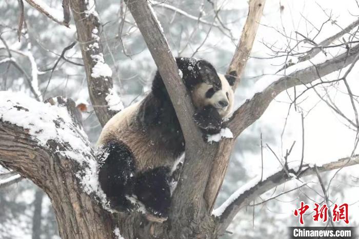 图为大熊猫在雪中嬉戏。　西安秦岭野生动物园供图