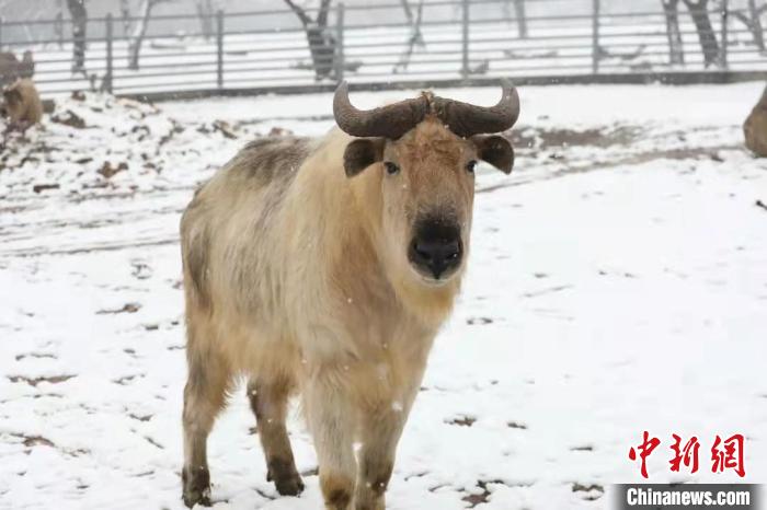 图为羚牛在雪中“散步”。　西安秦岭野生动物园供图