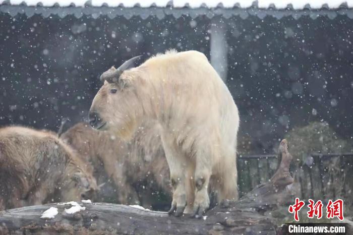 图为羚牛在雪中“散步”。　西安秦岭野生动物园供图