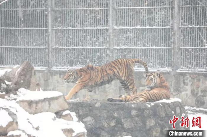 图为东北虎在雪中嬉戏。　西安秦岭野生动物园供图