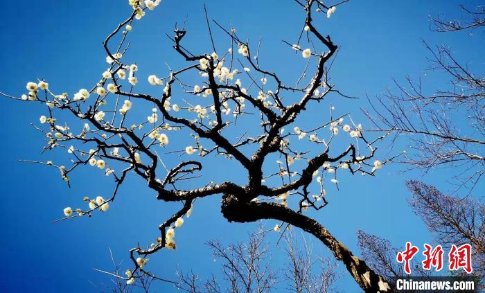 西湖梅花虎年盛花期受氣溫推遲專家建議開花三成為最佳賞梅