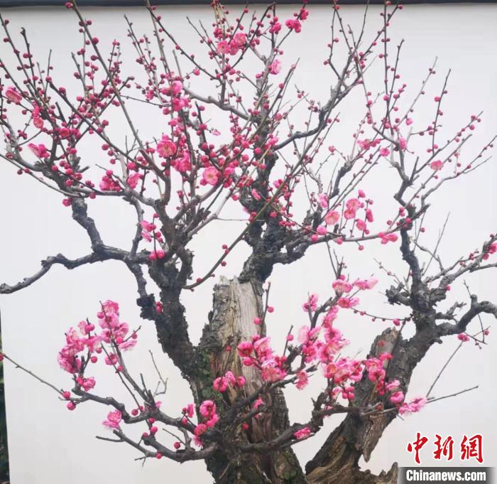 杭州植物园梅花。　胡中 摄