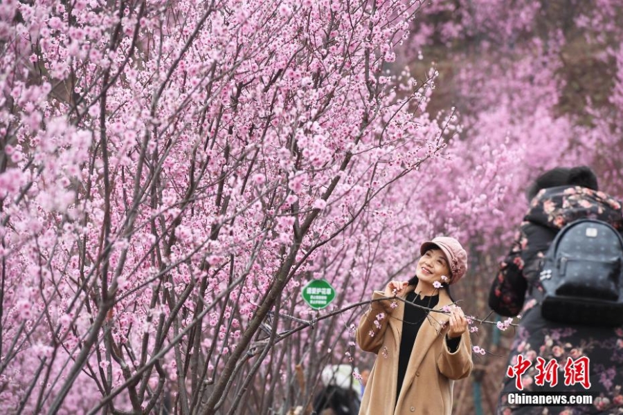 初春时节 重庆大面积梅花盛开分外夺目