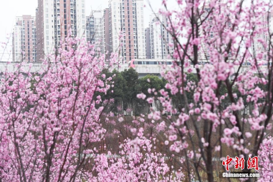 初春时节 重庆大面积梅花盛开分外夺目