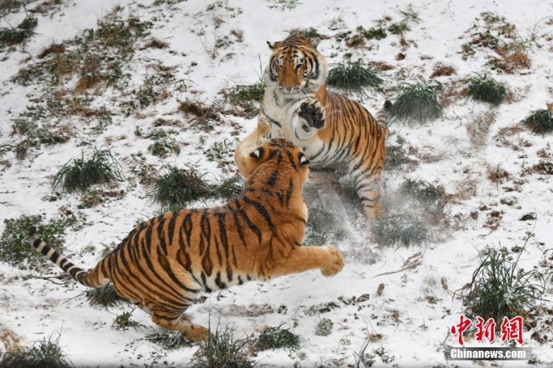 昆明降雪 动物园东北虎雪地撒欢