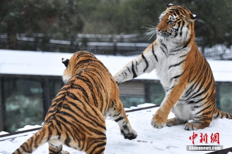 昆明降雪 动物园东北虎雪地撒欢