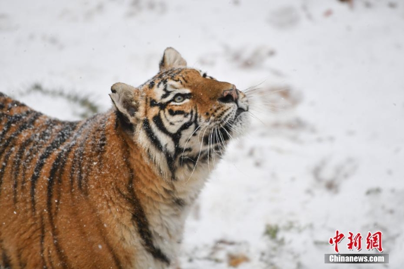 昆明降雪 动物园东北虎雪地撒欢