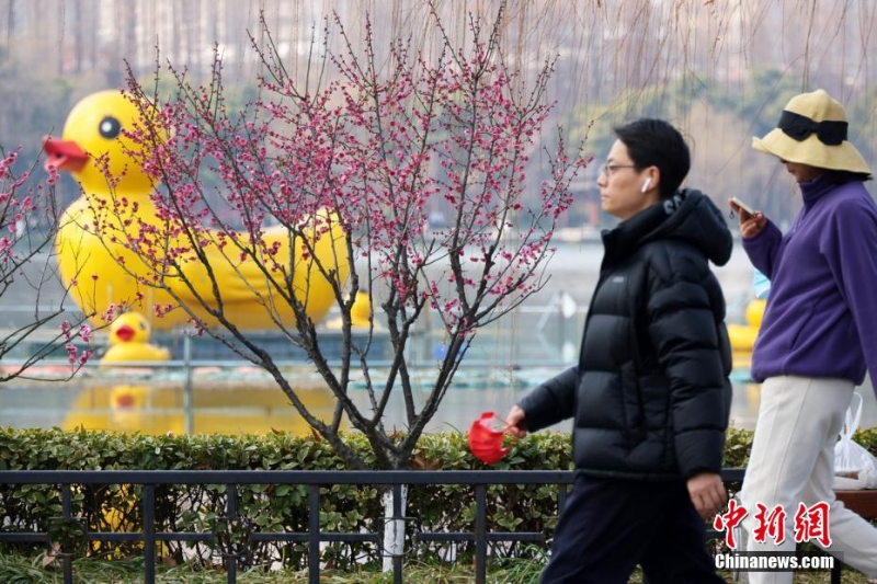 南京梅花绽放春色满园