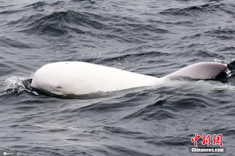 美国卡梅尔海岸海豚白色皮肤引人注目