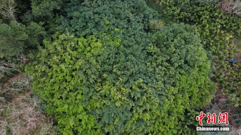 一颗树占地近10亩！海南800年大榕树“独木成林”成奇观