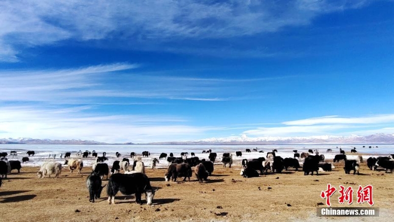 打卡西藏最美“天边牧场” 冬季牦牛有口福