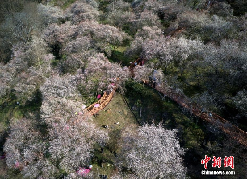 万亩梅林花开成海 十里繁花春意正浓