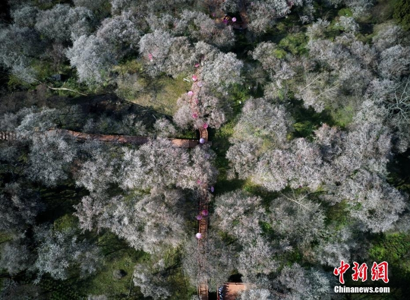 万亩梅林花开成海 十里繁花春意正浓