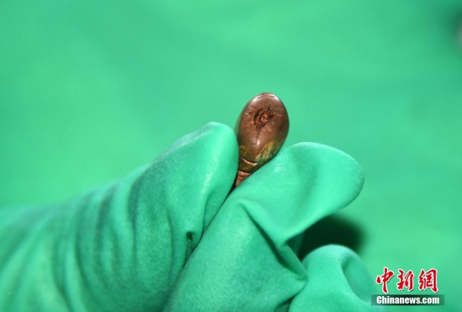 1.2万年前鹿牙遗存：旧石器时代最精致最复杂饰品之一
