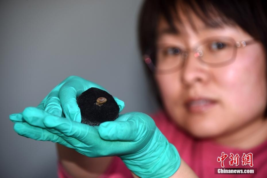1.2万年前鹿牙遗存：旧石器时代最精致最复杂饰品之一