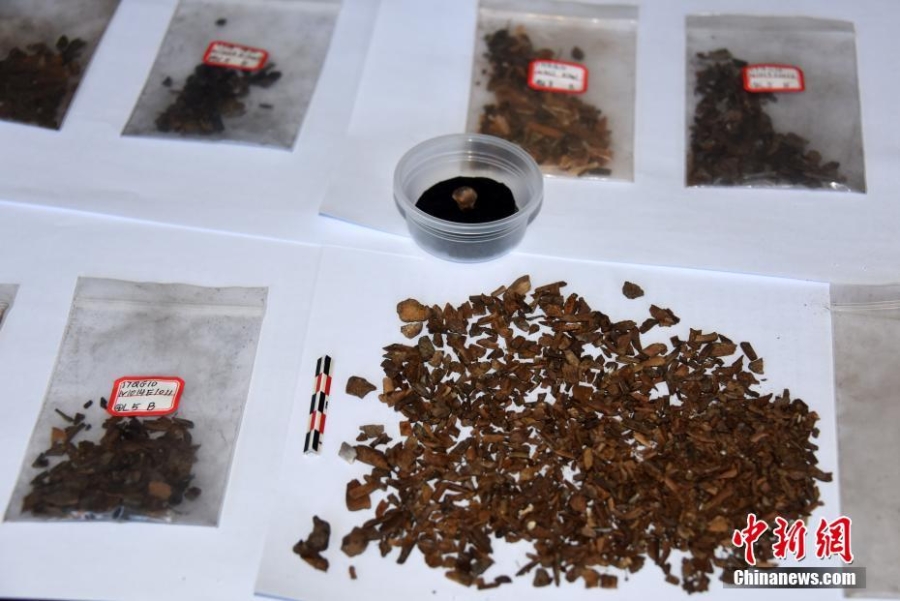 1.2万年前鹿牙遗存：旧石器时代最精致最复杂饰品之一