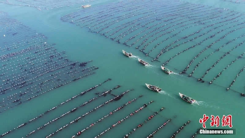 山东荣成：海上牧场春耕忙