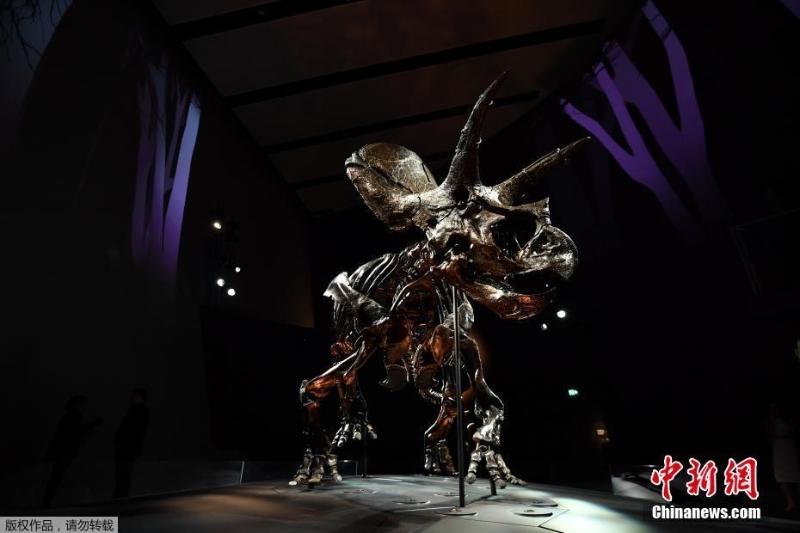 世界最完整三角龙化石展出 已有6700万岁