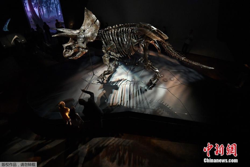 世界最完整三角龙化石展出 已有6700万岁