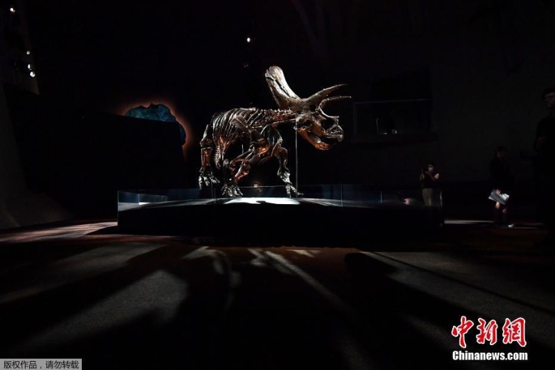世界最完整三角龙化石展出 已有6700万岁