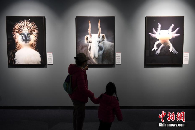 “消失中的世界——濒危动物摄影展”亮相北京自然博物馆