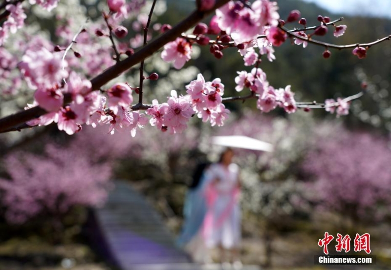 浙江乐清：李花盛开迎客来