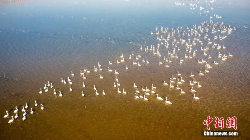 数百只白天鹅“踏春”河北曹妃甸湿地