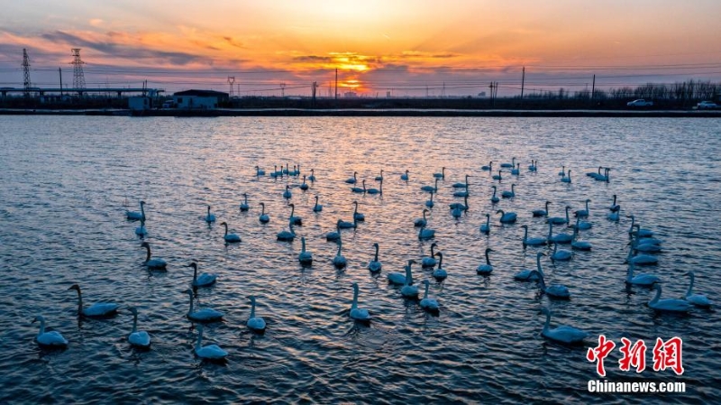 数百只白天鹅“踏春”河北曹妃甸湿地