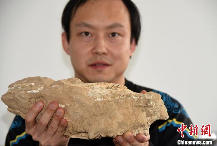 中国科学家最新研究：1150万年前渭河古三趾马为亚欧大陆最早三趾马