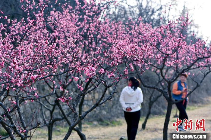 3月10日，山东省泰安市，泰山梅园中的梅花、山桃花进入观赏期，吸引众多游人踏春赏花。　刘春莲 摄